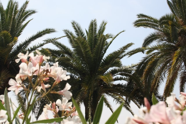 Barcelona jardin botanico